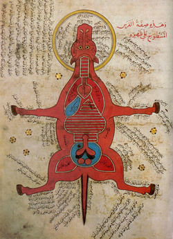 Ancienne planche anatomique d'un cheval avec dominate de la couleur rouge, quelques organes illustrés en bleu. - Agrandir l'image (fenêtre modale)