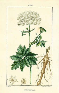 Planche illustrant l'impératoire - Agrandir l'image (fenêtre modale)